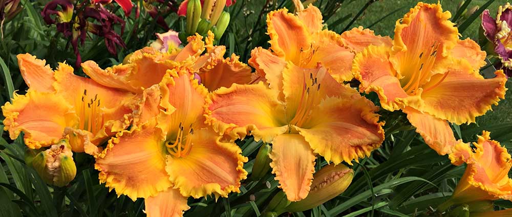 Daylily 'Bass Gibson' flowers in bloom, Columbus Ohio.