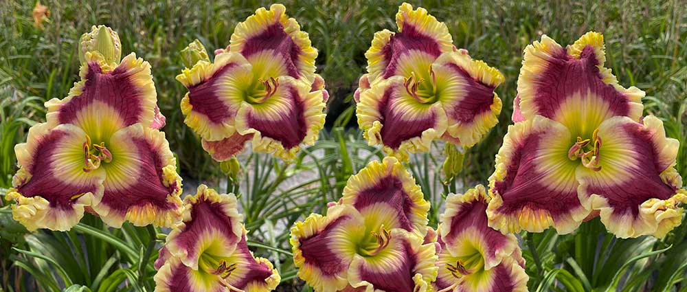 Daylily 'Regal Dream' flowers in bloom, Columbus Ohio.