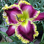 Gallery of 2020 Daylily Introductions