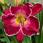 Gallery of 2021 Daylily Introductions