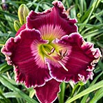 2022 Daylily - Regal You're Awesome