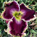Gallery of 2022 Daylily Introductions