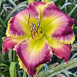 2023 Daylily Introductions Slideshow
