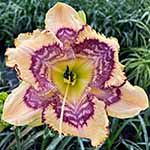 Gallery of 2023 Daylily Introductions