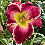 2024 Daylily - Hit the Brakes