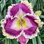 Gallery of 2024 Daylily Introductions