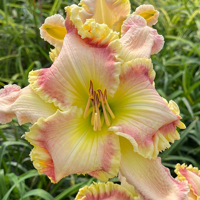 Daylily 'Regal Ballerina'