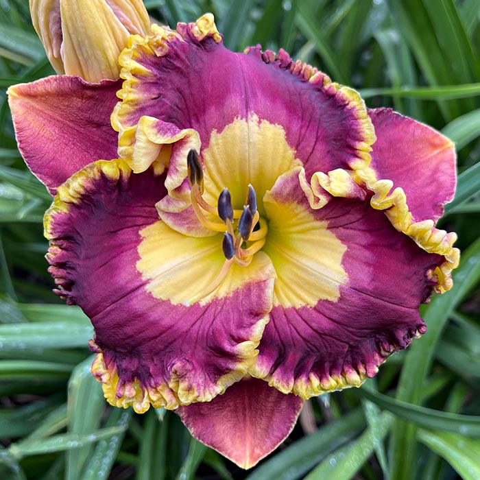 Daylily 'Plum Joy'