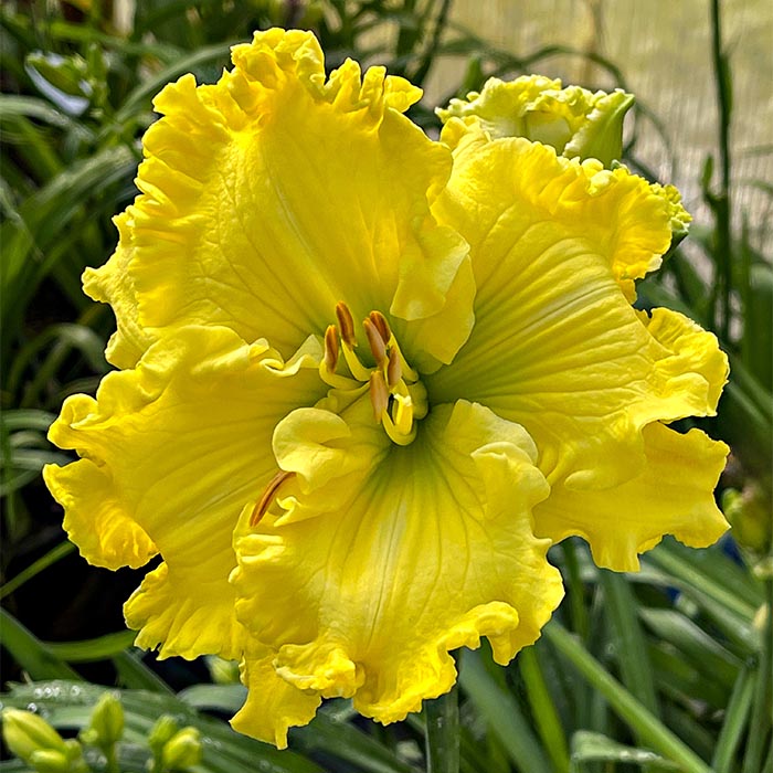Daylily 'Regal Lemon Lime'