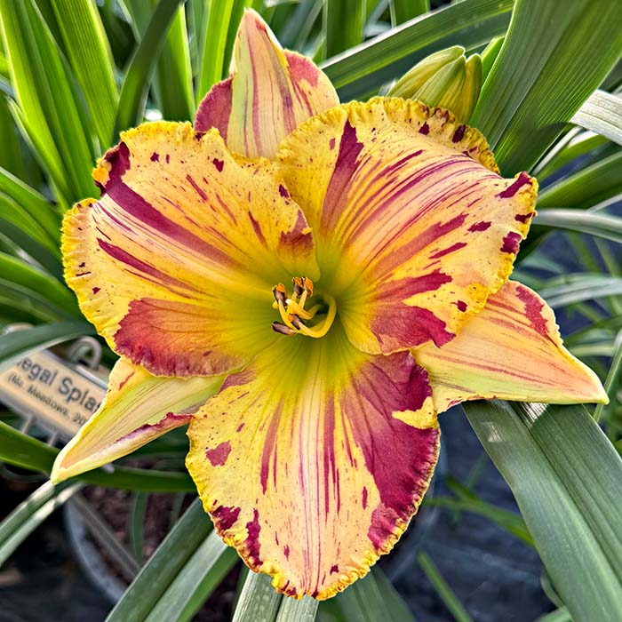 Daylily 'Regal Splash'