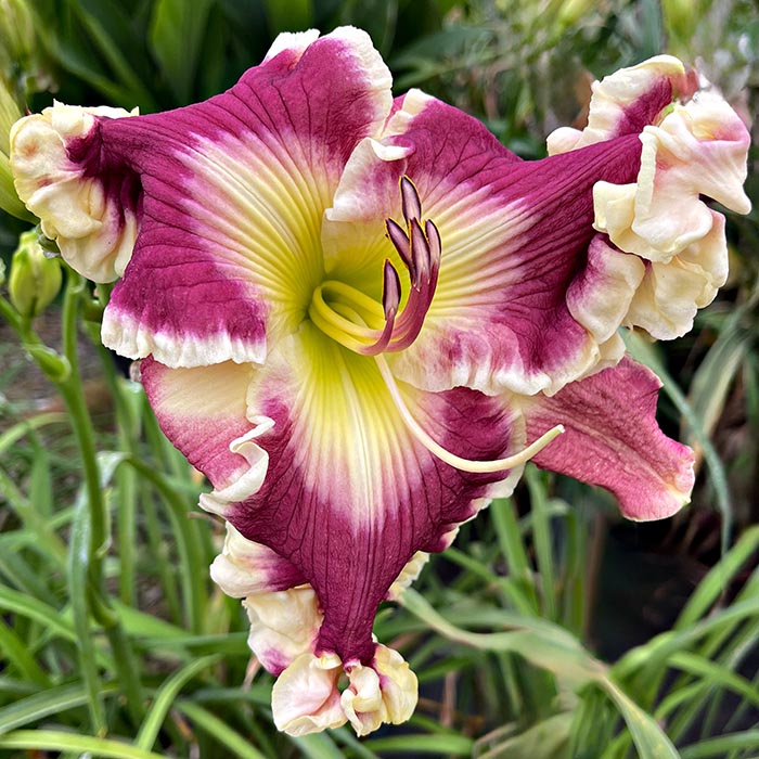 Daylily 'Ruffled Up'
