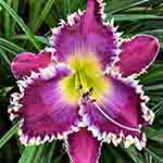 2026 Daylily - Hard to Beat