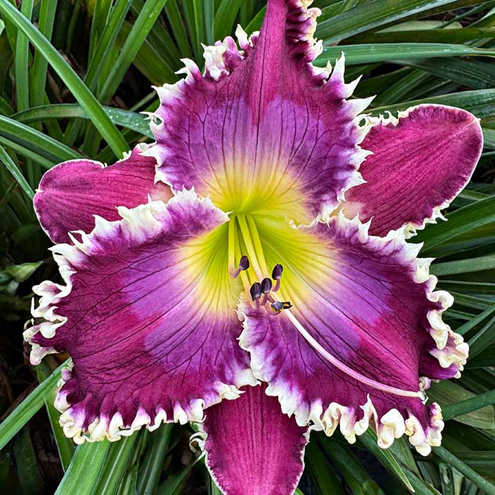 Daylily 'Hard to Beat'
