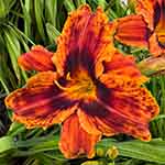 2026 Daylily - Plausible Explanation