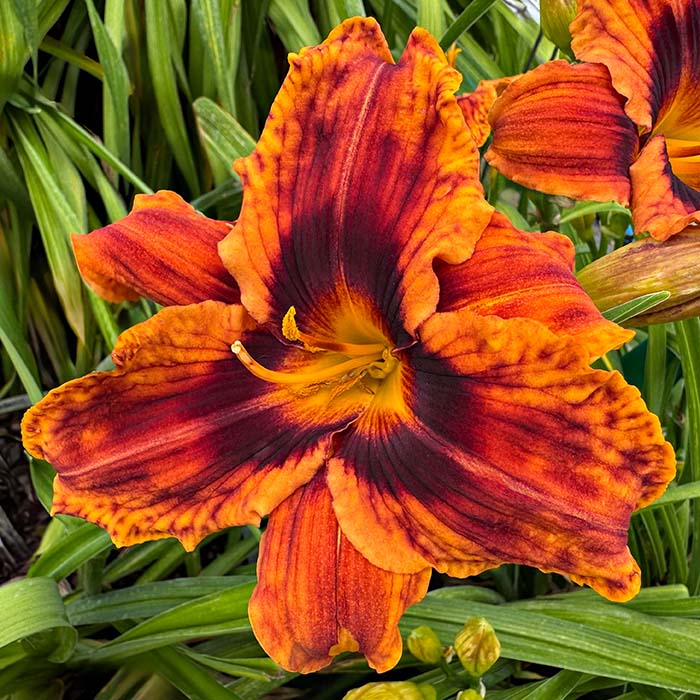 Daylily 'Plausible Explanation'