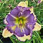 2026 Daylily - Blue My Mind