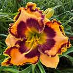 2026 Daylily - Regal Seduction