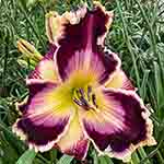 2026 Daylily - Knight's Shield