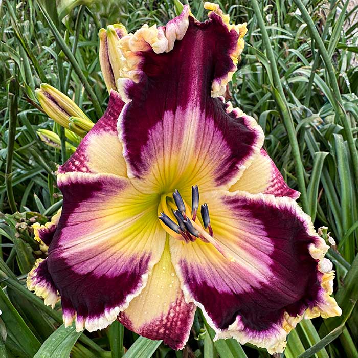 Daylily 'Knight's Shield