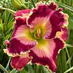2026 Daylily - Regal Ultra
