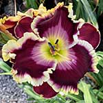 Gallery of Daylily Seedlings / Futures