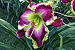 2020 Daylily Introductions