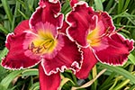 2021 Daylily Introductions