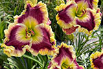2022 Daylily Introductions