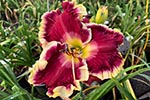 Future Daylily Introductions, Sdlg# 15-13-A